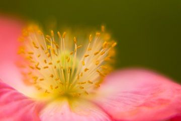 Hart van een bloem. Klaproos Munnickenhof, Terheijden, Noord Brabant, Holland, Nederland afbeelding  van Ad Huijben