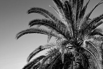 Palm tree in black and white by Bianca ter Riet