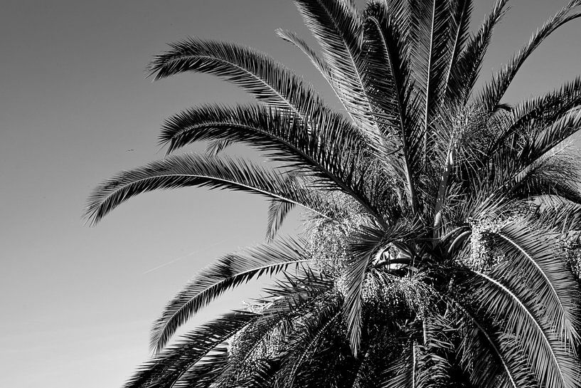 Palmier en noir et blanc par Bianca ter Riet