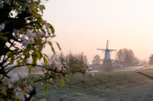 Blüten bei der Mühle „De Vlinder“