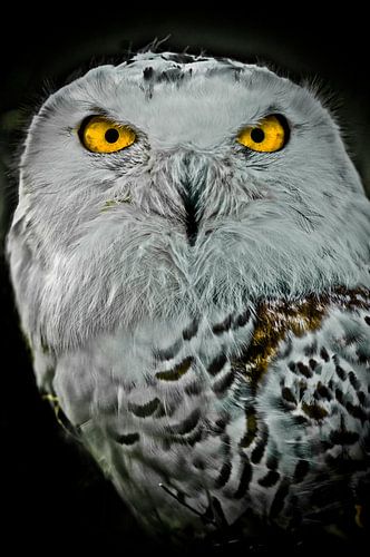 Harfang des neiges