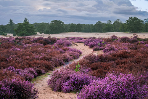 Bruyères en fleurs dans les dunes de Kale (Aaekeringerzand), près d'Elsloo/Appelscha