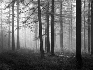 La forêt de mélèzes en noir et blanc sur Corinne Welp