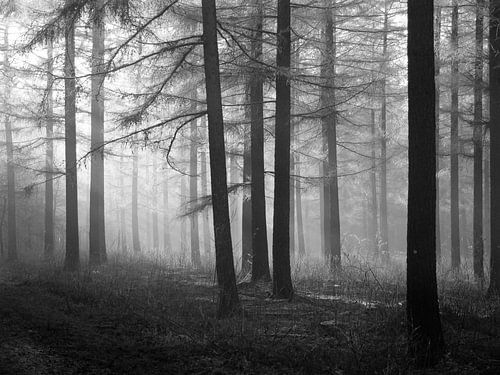 Bos van Lariks bomen in zwart-wit