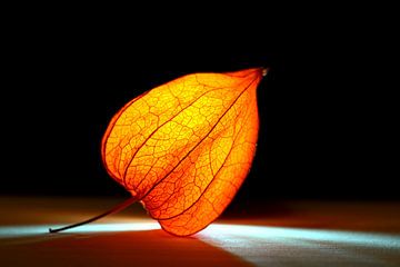 leuchtende Physalis by Susanne Herppich