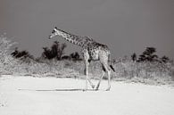Giraffe in Etosha National Park in Namibia, Africa by Patrick Groß thumbnail