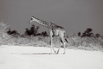 Girafe dans le parc national d'Etosha en Namibie, Afrique sur Patrick Groß