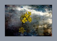 Rapeseed