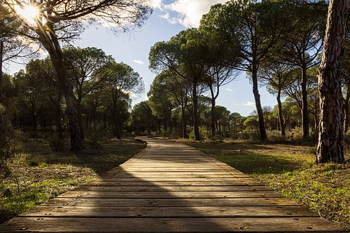 Oneindig vlonderpad in de bossen