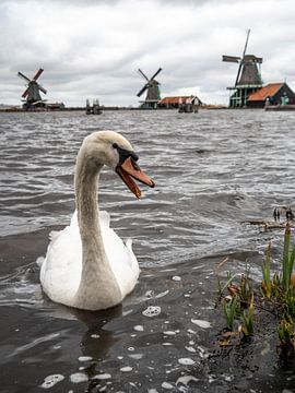 Swan at the windmills in Zaanse schans