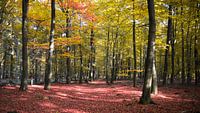 forêt d'automne par Karin vanBijlevelt Aperçu