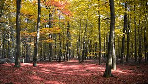 herbstlicher Wald von Karin vanBijlevelt