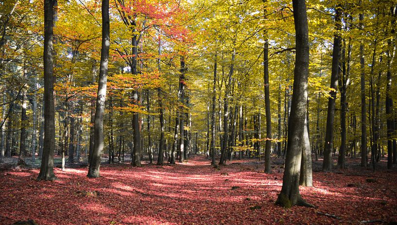 forêt d'automne par Karin vanBijlevelt