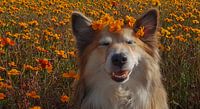 Icelandic Dog