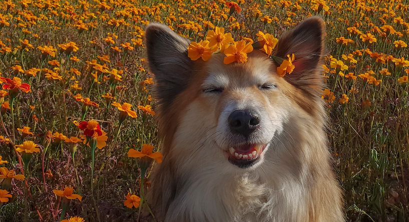 Isländischer Hund von Astrid Ingrid Wevers
