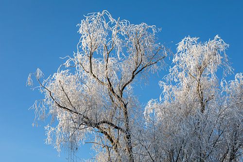 Couronne d'arbre mûre