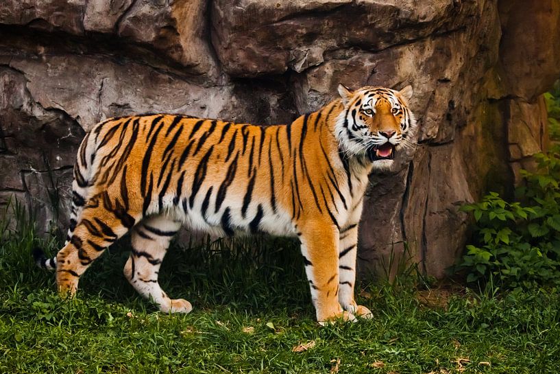 Un tigre fier et élancé se dresse magnifiquement contre une falaise de pierre. Un beau gros chat tig par Michael Semenov