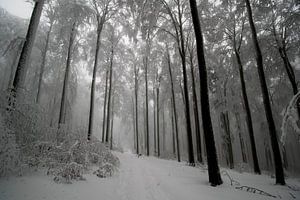 Forêt hivernale mystique dans les Vosges sur Tanja Voigt