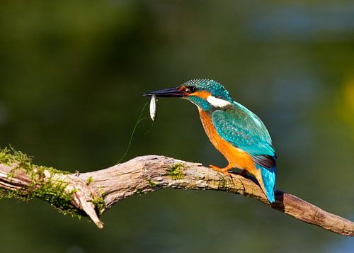 Eisvogel mit seiner Beute