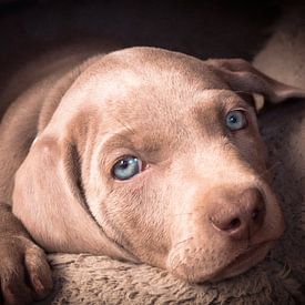Weimaraner Welpe von Christine Bässler