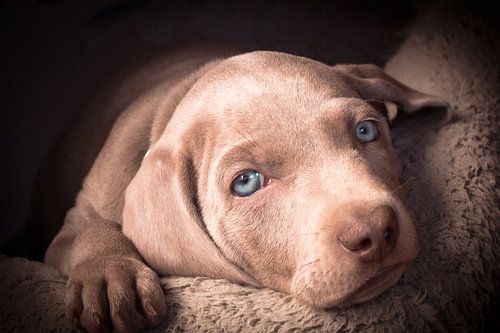 Chiot weimaraner sur Christine Bässler