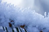 Macrofoto van sneeuw in Drenthe van Karijn | Fine art Natuur en Reis Fotografie thumbnail