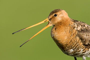 Male Black-tailed Godwit by Beschermingswerk voor aan uw muur