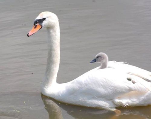 Moeder zwaan met jong