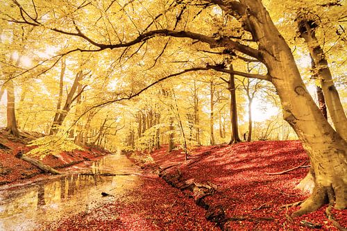 Tout ce qui est or sur Cho Tang