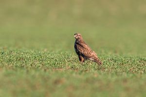 a Buzzard sits on a green field in spring von Mario Plechaty Photography