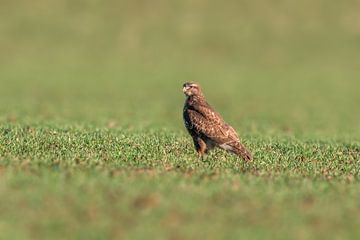 a Buzzard sits on a green field in spring von Mario Plechaty Photography