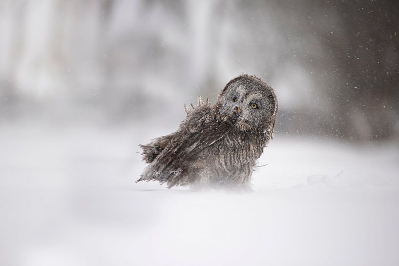Hibou de Laponie par Hester Goeman
