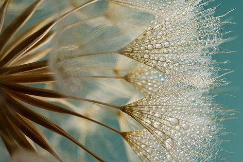 Goud - bruine pluisjes met kleine waterdruppeltjes met petrol kleurige achtergrond