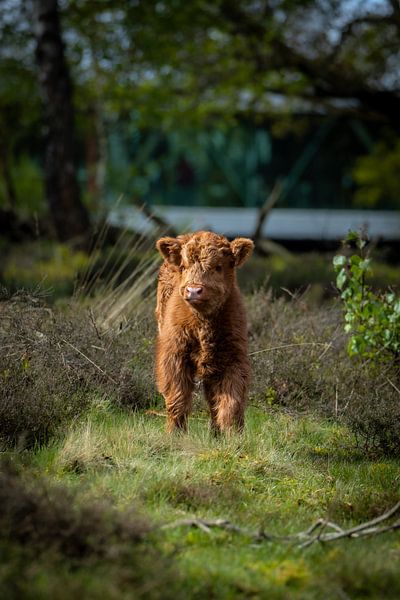 Highlander écossais par Sanne Voortman