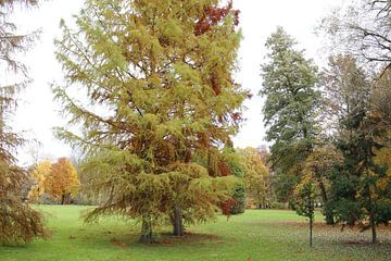 Couleurs automnales dans le parc Luitpoldpark à Bad Kissingen sur Martin Flechsig