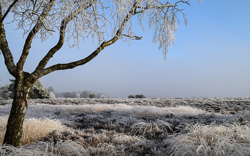Winterwonderland