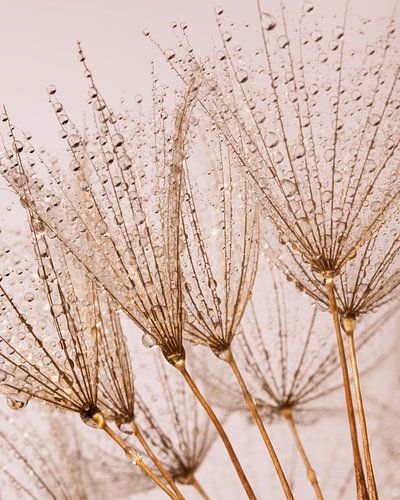 Druppeltjes worden gedragen door de goud kleurige pluisjes