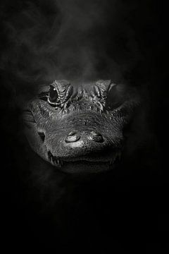 Krokodil van Poster Art Shop