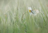 Greater veined white