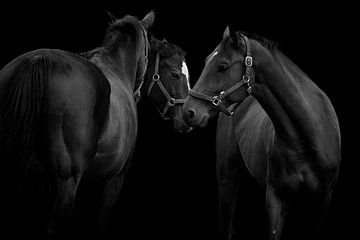Three horses black and white