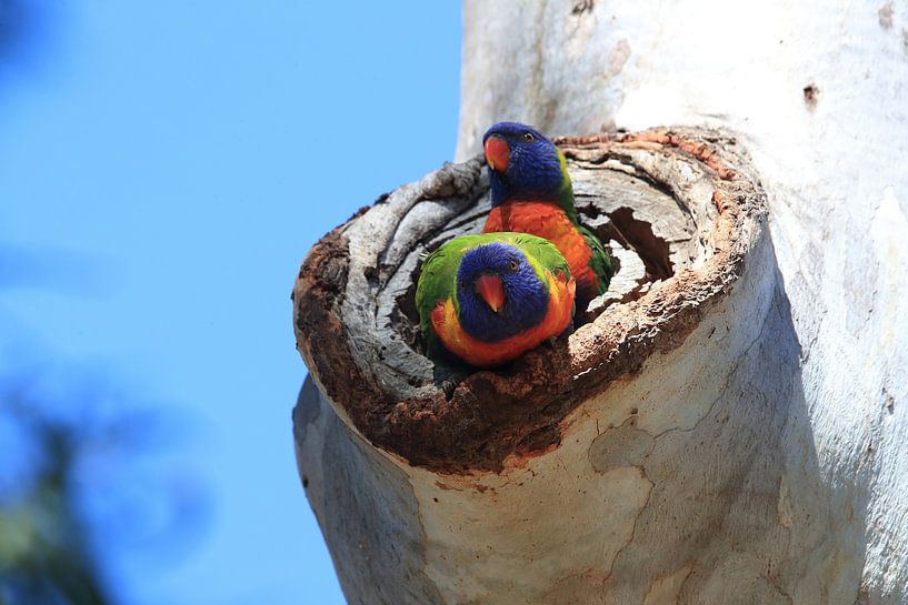 Regenboogparkiet, Queensland, Australië van Frank Fichtmüller