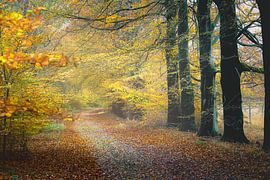 A golden path through autumn by Fotografiecor .nl