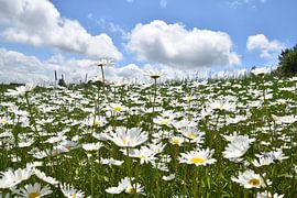 Ein blühendes Feld voller Gänseblümchen von Claude Laprise