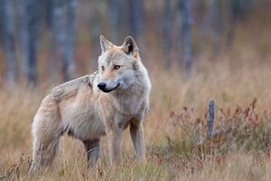Wolf Finland van Han Peper