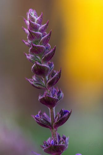 Fleur violette. sur Josmar Colmenares