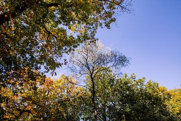 Forêt, arbres, ciel bleu 2 - Automne à Hoenderloo sur Deborah de Meijer