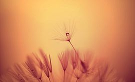 Löwenzahnflaum mit orangefarbenem Hintergrund