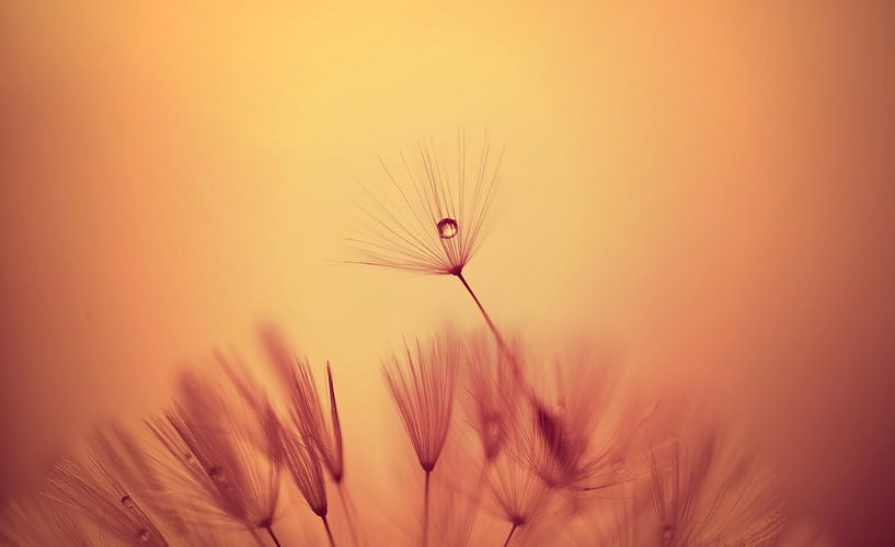 Dandelion fluff with orange background by Hilde Remerie Photography and digital art
