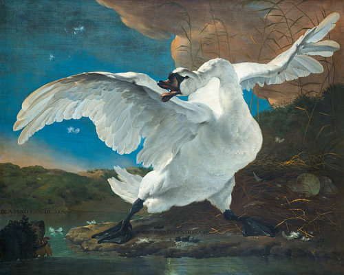 The endangered swan complete again