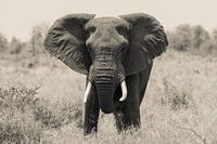 African elephant from the front